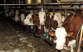 Jan Heichel: producenci mleka protestują przeciwko płaceniu kar